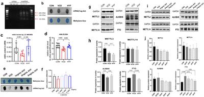 Huyang Yangkun formula regulates the mitochondria pathway of ovarian granulosa cell apoptosis through FTO/m6A-P53 pathway